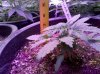 La_Bella_Afrodita-side-day15.jpg