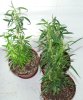 clones-2month ago.jpg clones-2month ago.jpg