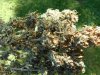 DSCN0239.JPG
