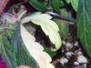 albino leaf.jpg