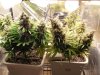 Day 60 Budporn 005.jpg