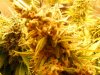 Day 60 Budporn 001.jpg