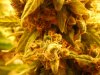 Day 60 Budporn 002.jpg