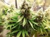 Day 60 Budporn 003.jpg