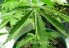 curling-leaves-marijuana-heat-stress.jpg
