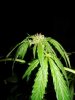 DSC01171.jpg