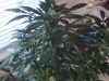 ForumRunner_20140601_150149.png