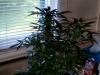 ForumRunner_20140601_150231.png