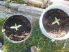 20140603_072433.jpg