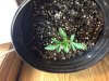 widow seedling 001.jpg widow seedling 001.jpg