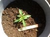 20140605_095001.jpg