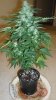 slick420 auto grow 035.jpg