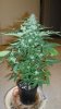 slick420 auto grow 036.jpg