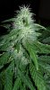 slick420 auto grow 038.jpg
