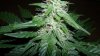 slick420 auto grow 040.jpg