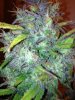5--Blk Cream cola-chop @ 62 days.JPG