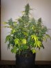 2a--Royalmatic @ 70 days--chop day.JPG