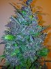 10--RP cola.JPG
