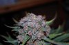 DSC_0776.jpg