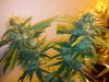 CC CHOC SKUNK BUDS.JPG
