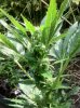 Cannabis 24.jpg