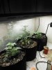 Test seeds day 26 and 23.jpg