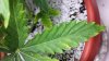 20140612_002738 - Copy.jpg