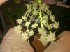IMG-20140613-00344.jpg