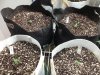 9weeksDarkDevil.Dragonmix.Haze 005.jpg