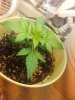 20140615_223511.jpg 20140615_223511.jpg