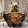 bear-yoga (1)[2].jpg