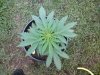 20140619_105009.jpg