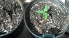 plants day 13  3.jpg