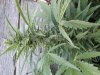 20140619_205101.jpg
