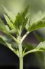 ABH day 17 AY day12_7u5c8669.jpg