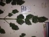 ImageUploadedByTapatalk1403560170.981537.jpg