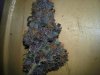 black creambud (2).jpg