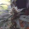 1 kush 2.jpg