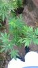 WP_20140628_020.jpg WP_20140628_020.jpg