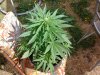 20140628_092151.jpg 20140628_092151.jpg