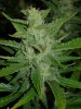 CreamMandarineAutoGrow 073.jpg