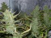 CreamMandarineAutoGrow 095.jpg