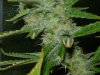 CreamMandarineAutoGrow 083.jpg