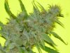 CreamMandarineAutoGrow 089.jpg