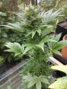 SativaFriut - Copy.jpg