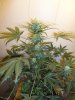 by3 (6)aa.jpg