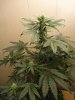 by2 (4)aa.jpg