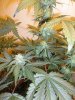by2 (7)aa.jpg