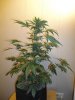 by1 (2)aa.jpg