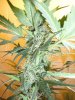 by1 (4)aa.jpg